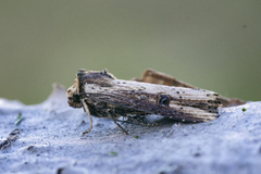 Flame (Axylia putris)