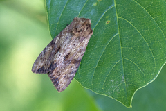 Gulbrunt engfly (Apamea sublustris)