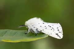 Punkttigerspinner (Spilosoma lubricipeda)