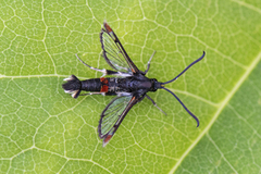 Red-tipped Clearwing (Synanthedon formicaeformis)