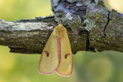 Clouded Buff (Diacrisia sannio)