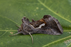 Dewick's Plusia (Macdunnoughia confusa)