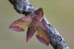 Small Elephant Hawk-moth (Deilephila porcellus)