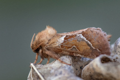 Rød roteter (Triodia sylvina)