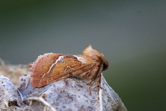 Rød roteter (Triodia sylvina)