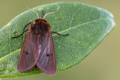 Ruby Tiger (Phragmatobia fuliginosa)