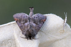 Small Chocolate-tip (Clostera pigra)