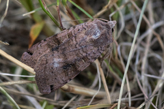 Dotted Clay (Xestia baja)