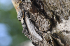 Seljetannspinner (Pheosia tremula)