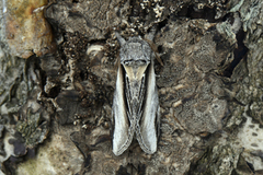 Seljetannspinner (Pheosia tremula)