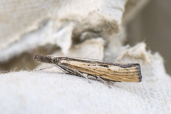 Barred Grass-veneer (Agriphila inquinatella)
