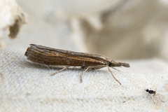 Okernebbmott (Agriphila tristella)