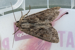 Stort engfly (Apamea monoglypha)