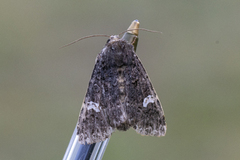 Svart hagefly (Melanchra persicariae)