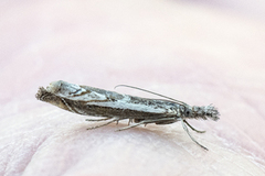 Hook-tipped Grass-veneer (Platytes alpinella)