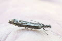 Blålig nebbmott (Platytes alpinella)