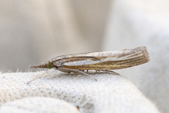 Common Grass-veneer (Agriphila tristella)