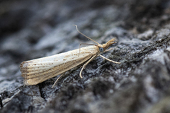 Pearl Veneer (Agriphila straminella)
