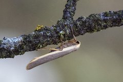 Sølvgrå lavspinner (Eilema complana)