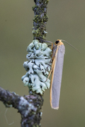 Sølvgrå lavspinner (Eilema complana)