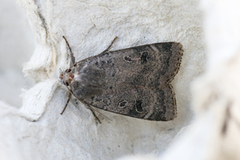 Lesser Yellow Underwing (Noctua comes)