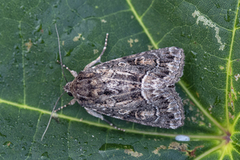 Strandfly (Thalpophila matura)