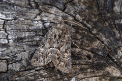 Strandfly (Thalpophila matura)