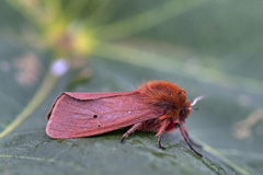Ruby Tiger (Phragmatobia fuliginosa)