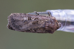 Gråbrunt sandjordfly (Euxoa tritici)