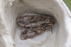 Stort engfly (Apamea monoglypha)