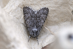 Blågrått kveldfly (Acronicta euphorbiae)