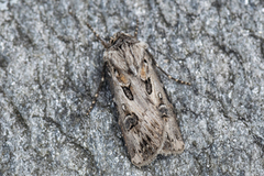 Archer's Dart (Agrotis vestigialis)