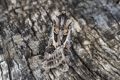 Archer's Dart (Agrotis vestigialis)
