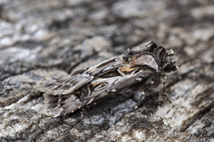 Archer's Dart (Agrotis vestigialis)