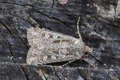 Gråbrunt sandjordfly (Euxoa tritici)