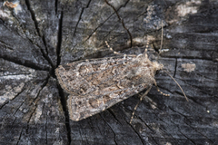 Gråbrunt sandjordfly (Euxoa tritici)