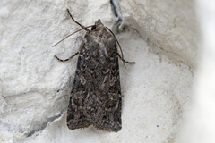 Gråbrunt sandjordfly (Euxoa tritici)