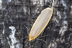 Sølvgrå lavspinner (Eilema complana)