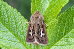 Antler Moth (Cerapteryx graminis)