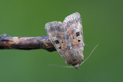 Skogteglfly (Diarsia mendica)