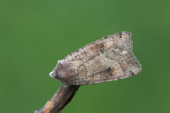 Dotted Clay (Xestia baja)