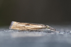 Barred Grass-veneer (Agriphila inquinatella)