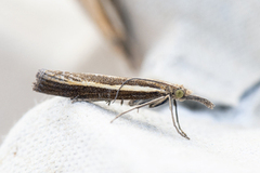 Common Grass-veneer (Agriphila tristella)