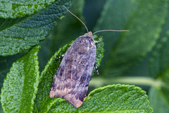 Lesser Broad-bordered Yellow (Noctua janthe)