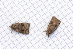 Dotted Clay (Xestia baja)