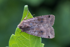 Dotted Clay (Xestia baja)