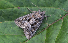 Strandfly (Thalpophila matura)