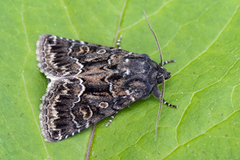 Strandfly (Thalpophila matura)