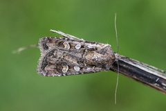 Gråbrunt sandjordfly (Euxoa tritici)