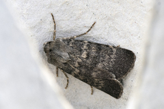 Mørkt klippefly (Standfussiana lucernea)